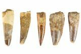 Lot: -, Bargain Spinosaurus Teeth - Pieces #86486-1